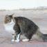 American Wirehair Cat