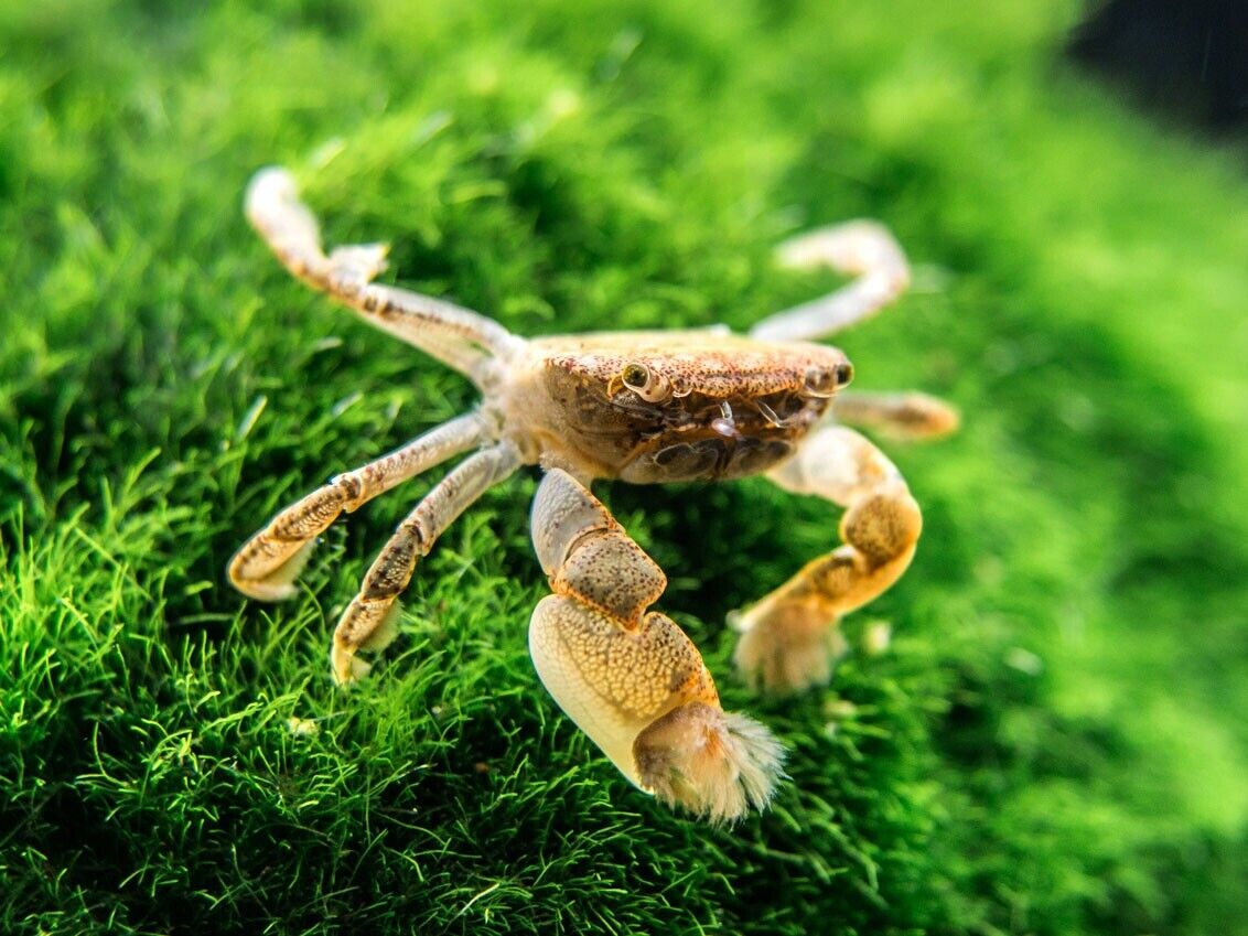 Freshwater Pom Pom Crab (Ptychognathus barbatus)