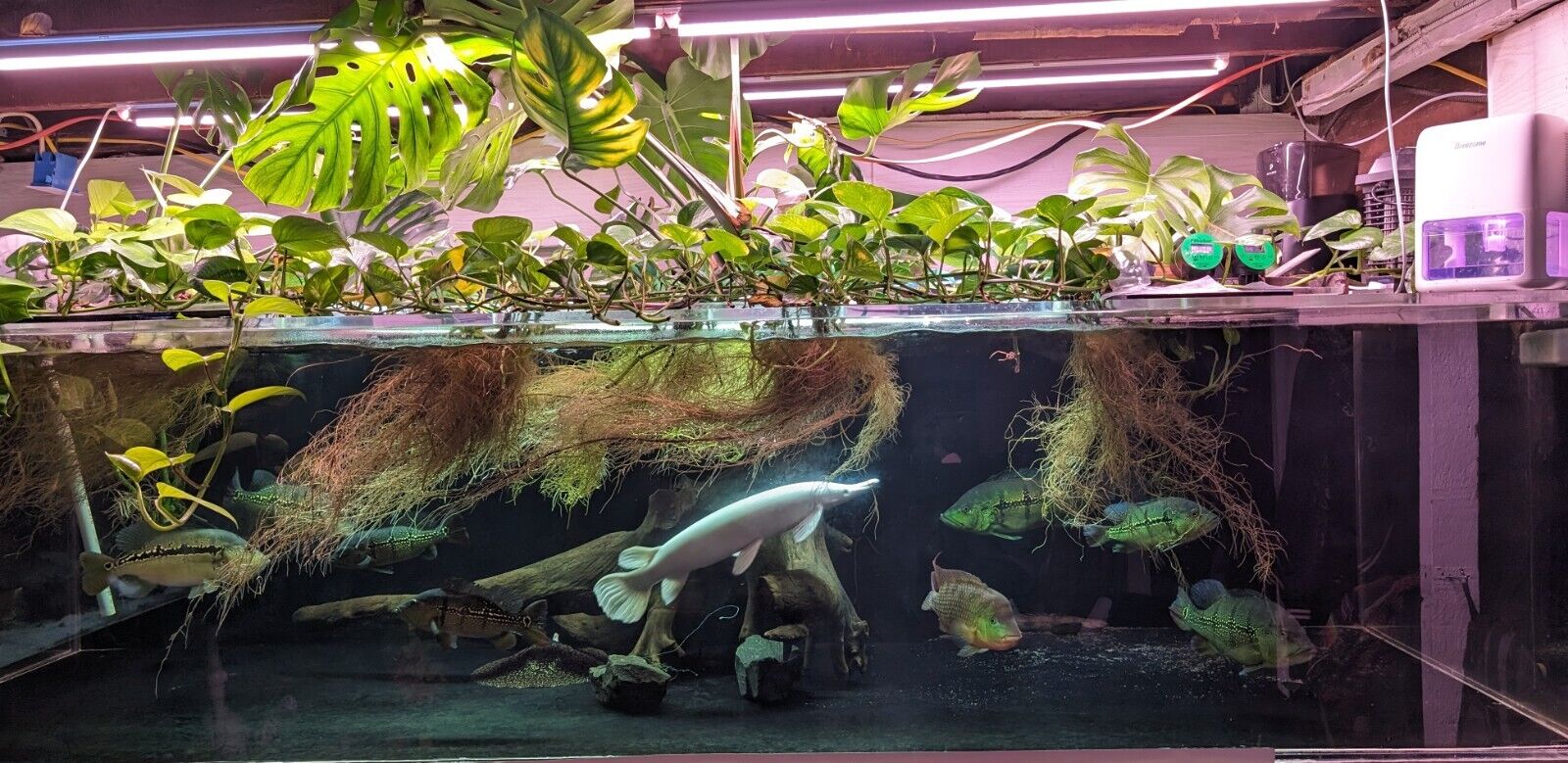 750 Gallon Acrylic Fish Tank With Steel Stand - Full Aquarium Setup