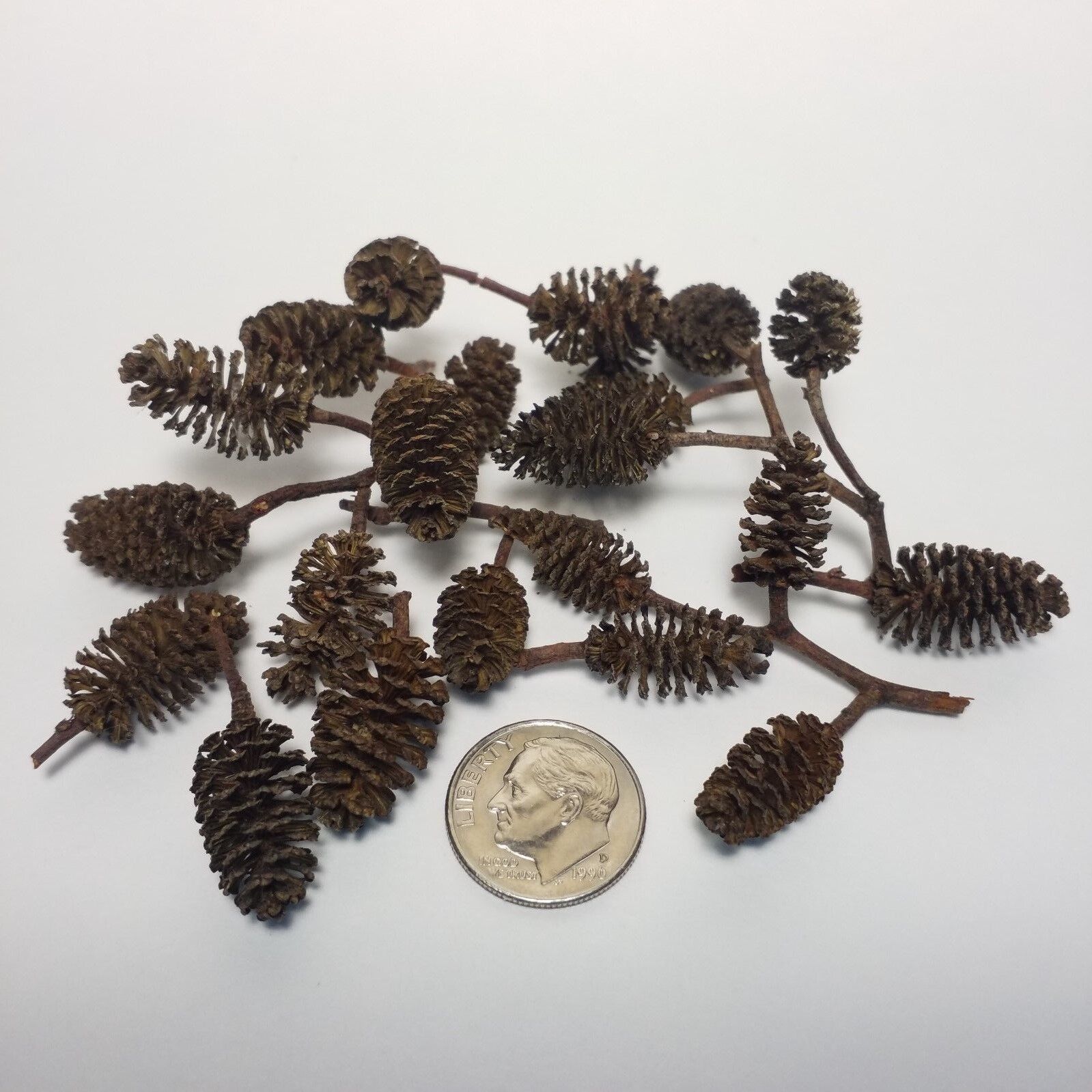 50pc $9.99  Alder Cones & 15 FREE Mineral Balls for Freshwater Dwarf Shrimp