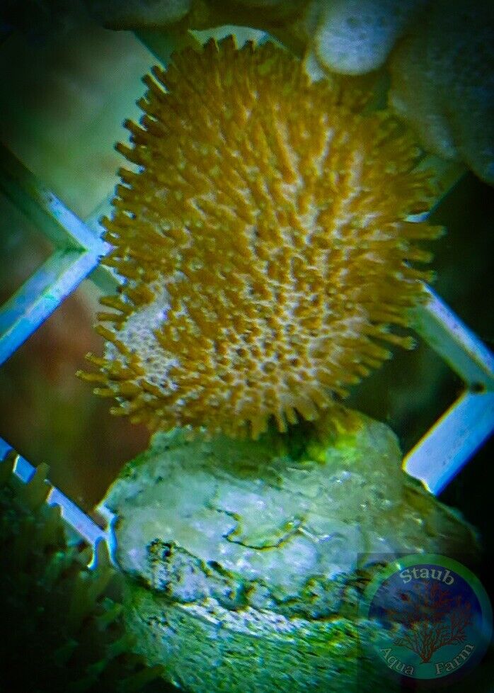 SAF~ Toadstool Leather Coral Frag,  “WYSIWYG” Soft, Coral Colony, SPS, LPS