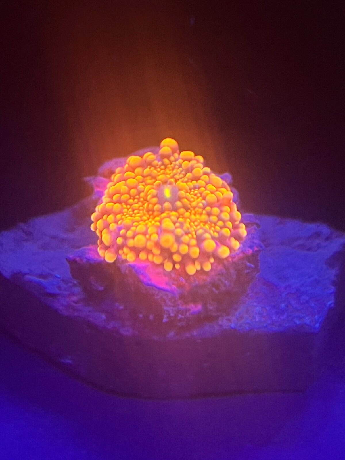 WYSIWYG ULTRA Orange Ricordea Mushroom Coral small zoa/pally/torch/hammer