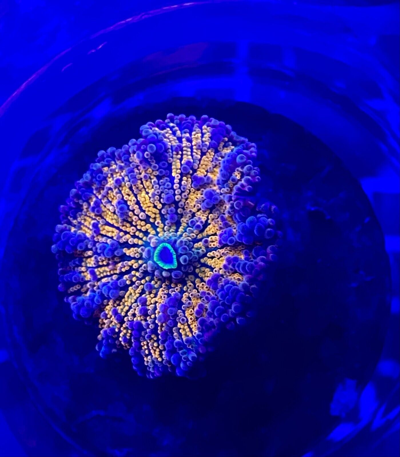 Assorted Species Mushroom Live Coral Frag - Great low-light Coral for Beginners