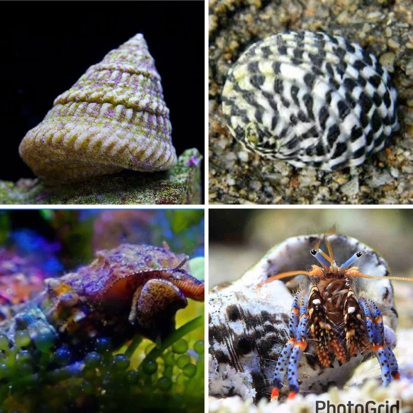 200 Pack Mixed Saltwater Reef Snails Crabs Hermit Astrea Cerith Nerite Algae CUC
