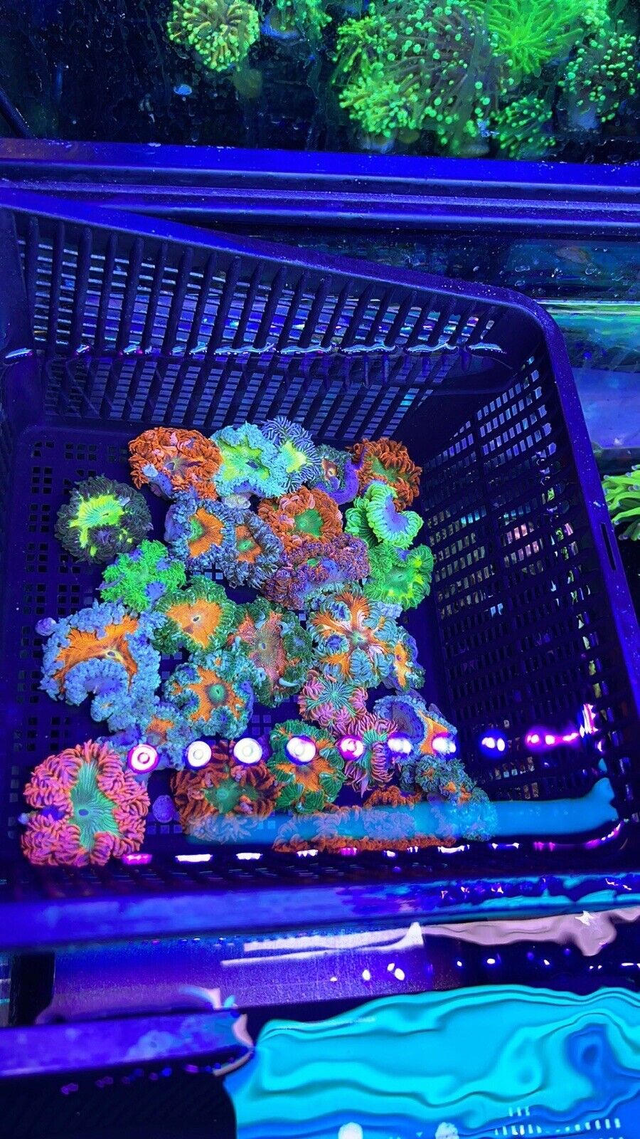 10 Pack Ultra Rock Flower Anemone RFA Rainbow Nem Live Coral Frag LPS SPS Florid