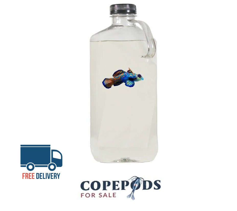 32oz Copepods - Free Fast Shipping - With phyto in bottle, 4 Species