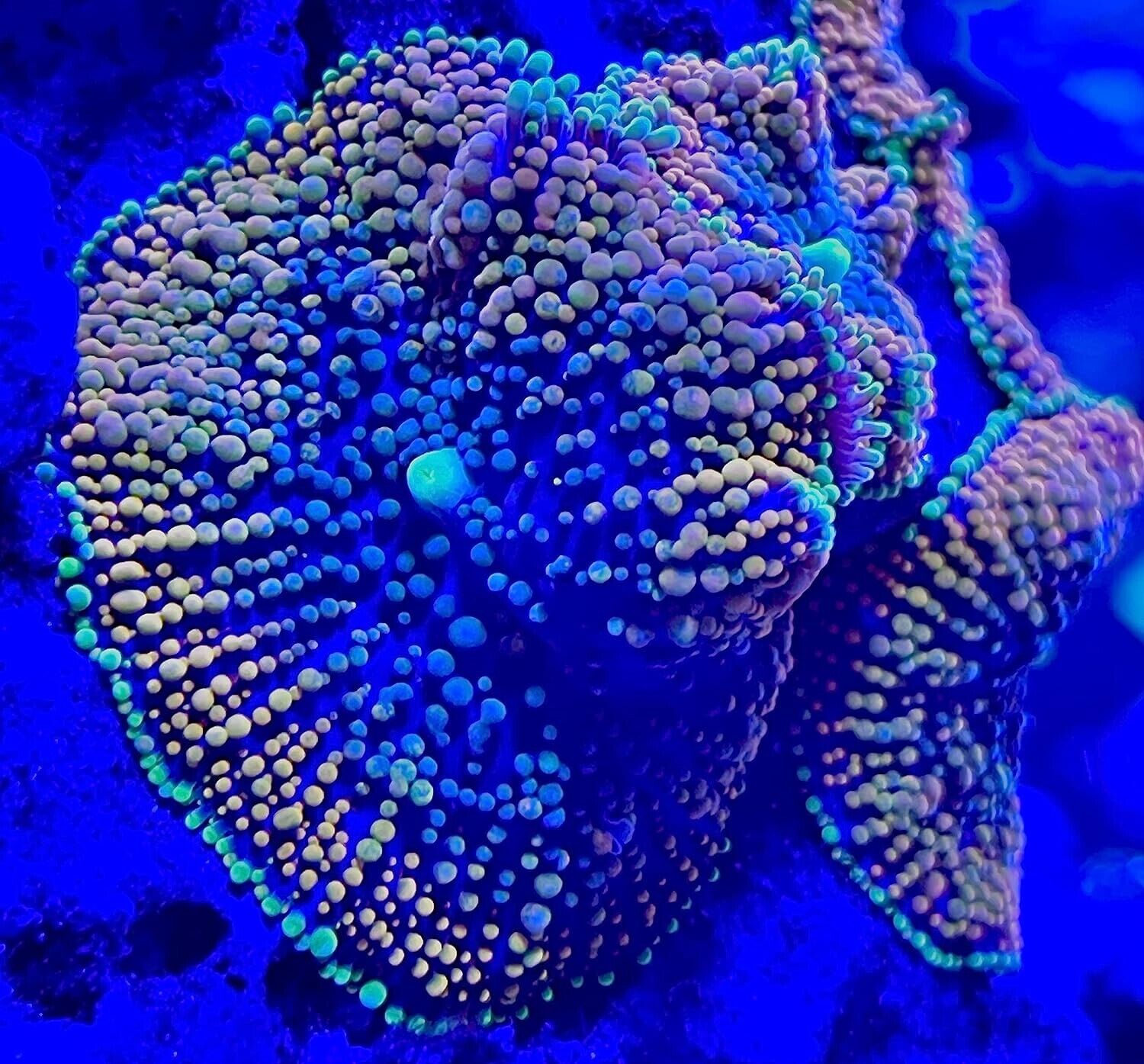 Live Corals Frag Gold Ricordea Mushroom Single Head Saltwater
