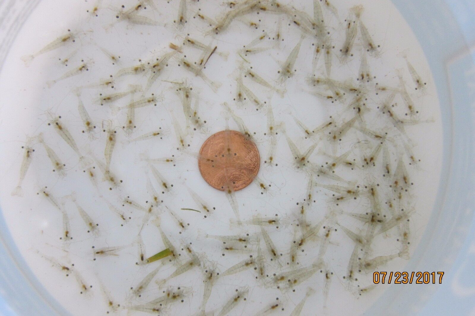 50+ Live Freshwater Feeder Ghost Shrimp; 