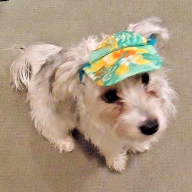 Puppe Love Dog Pet Hawaiian Floral Visor Hat Medium