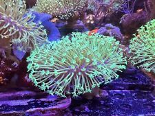 4” Capsize Japanese Neon Weeping Willow Long Polyp Toadstool Soft Coral WYSWYG picture