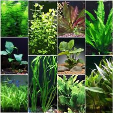 10 Florida Species Live Freshwater Aquarium Plants Fish Tank picture