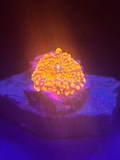 WYSIWYG ULTRA Orange Ricordea Mushroom Coral small zoa/pally/torch/hammer picture