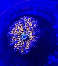 Assorted Species Mushroom Live Coral Frag - Great low-light Coral for Beginners picture