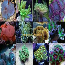 Corals-Soft Frag pack 10 Assorted Corals Leathers Polyps Mushrooms Live Zoas picture