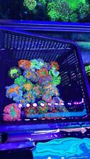 10 Pack Ultra Rock Flower Anemone RFA Rainbow Nem Live Coral Frag LPS SPS Florid picture