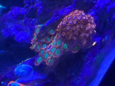 saltwater coral show tank for sale over $15,000 in corals  picture