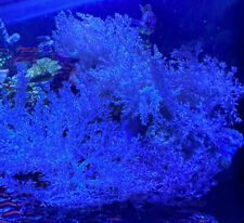 “WYSIWYG” Kenya Tree Frag, LPS, SPS, Soft Coral Colony, Leather picture