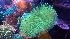 Japanese Deep Water Neon Weeping Willow Toadstool Leather Soft Coral WYSWYG picture