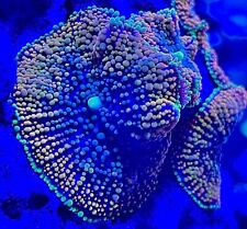 Live Corals Frag Gold Ricordea Mushroom Single Head Saltwater picture