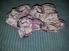 PURPLE BARNACLE CORAL CLUSTER SEA SHELLS  1 lbs 7 oz.  picture