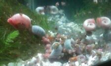 500+ Ramshorn Snails Various Colors and Sizes Algae Eaters   picture