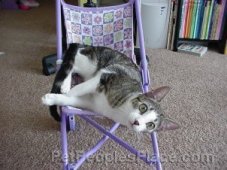 Cat Sitting on Chair