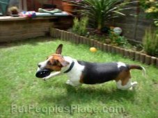 Beagle Playing