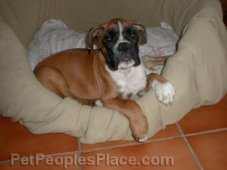 Boxer Puppy in Bed