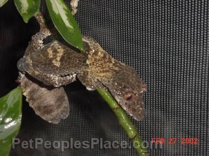 Leaftail Lizard